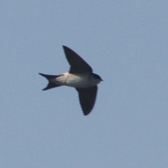 Western House-Martin - ML618315520