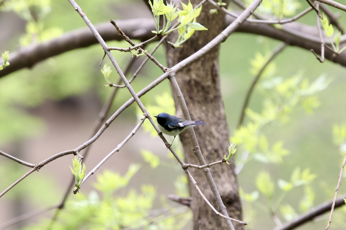 Black-throated Blue Warbler - Bhima Aryateja