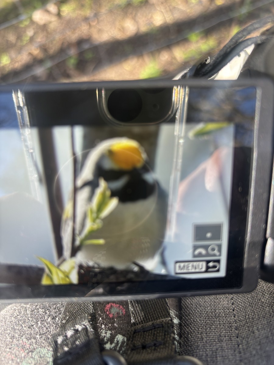 Golden-winged Warbler - Cindy Crease