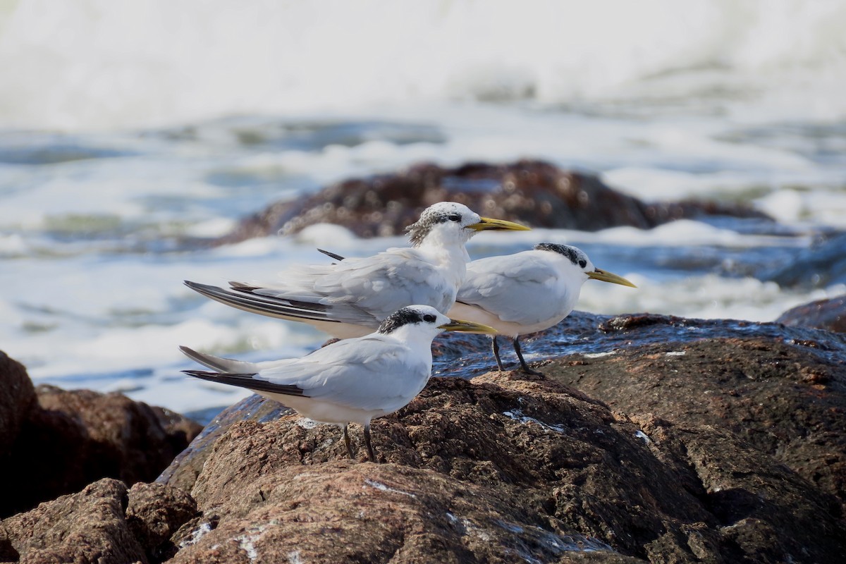 Sandwich Tern - SusanaM Lorenzo