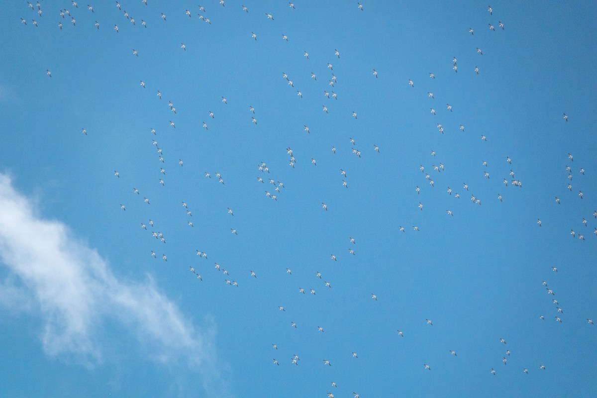 American White Pelican - ML618315615