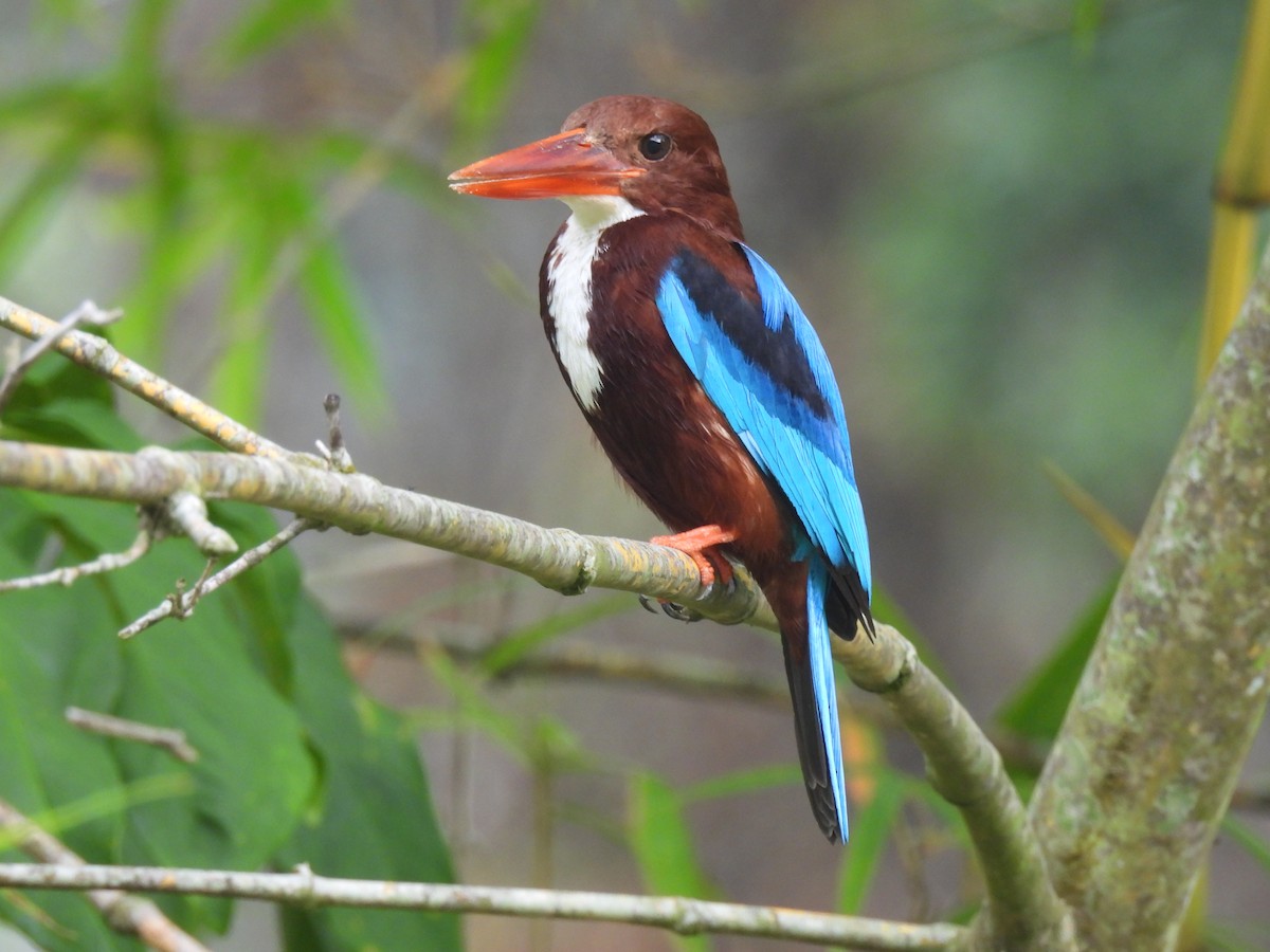 White-throated Kingfisher - ML618315617