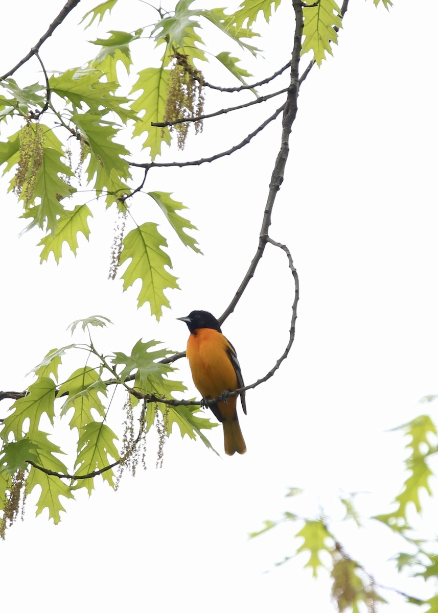 Baltimore Oriole - Bhima Aryateja