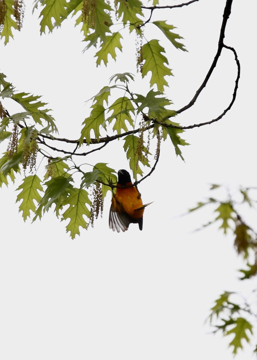 Baltimore Oriole - Bhima Aryateja