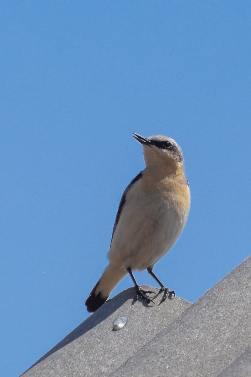 Northern Wheatear - ML618315625