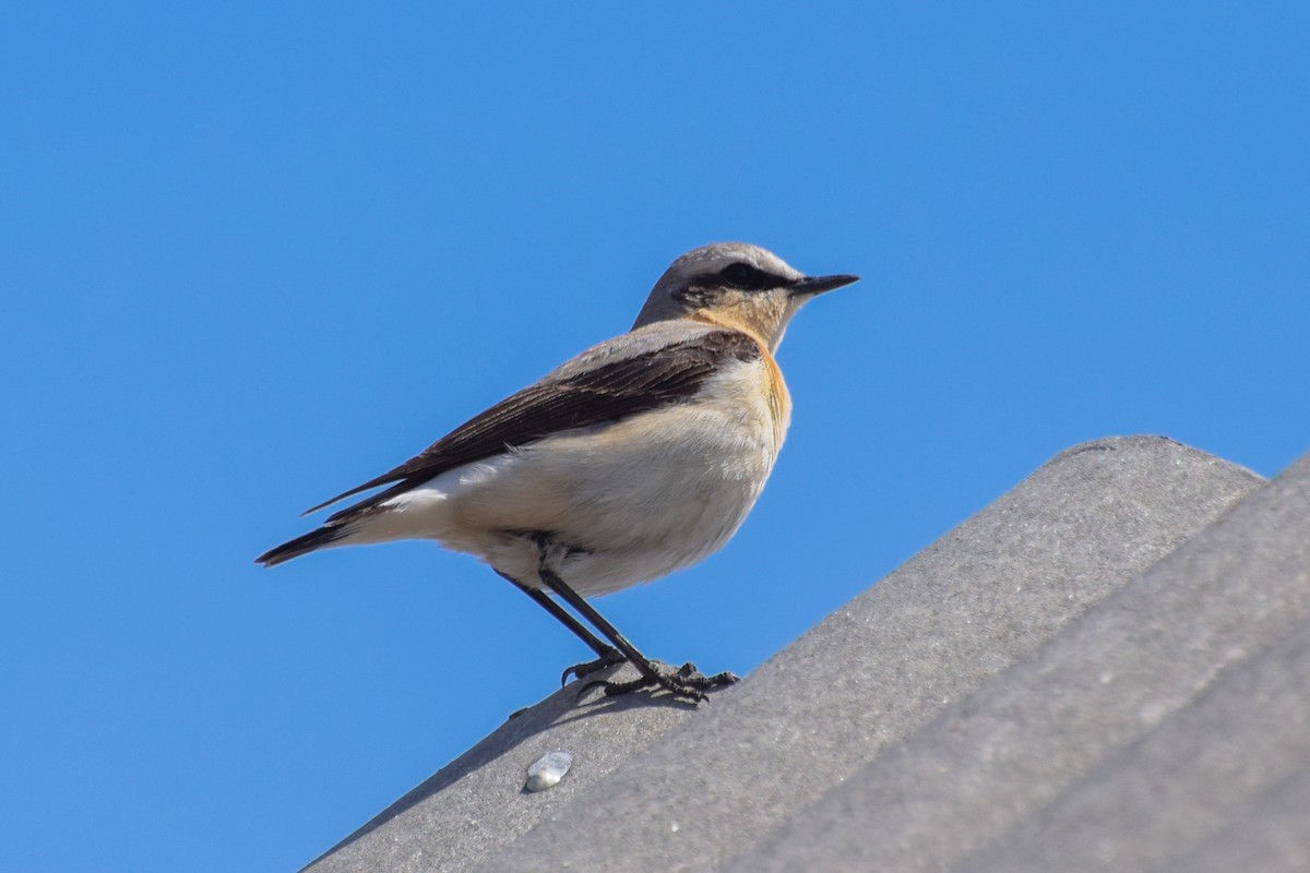 Northern Wheatear - ML618315627