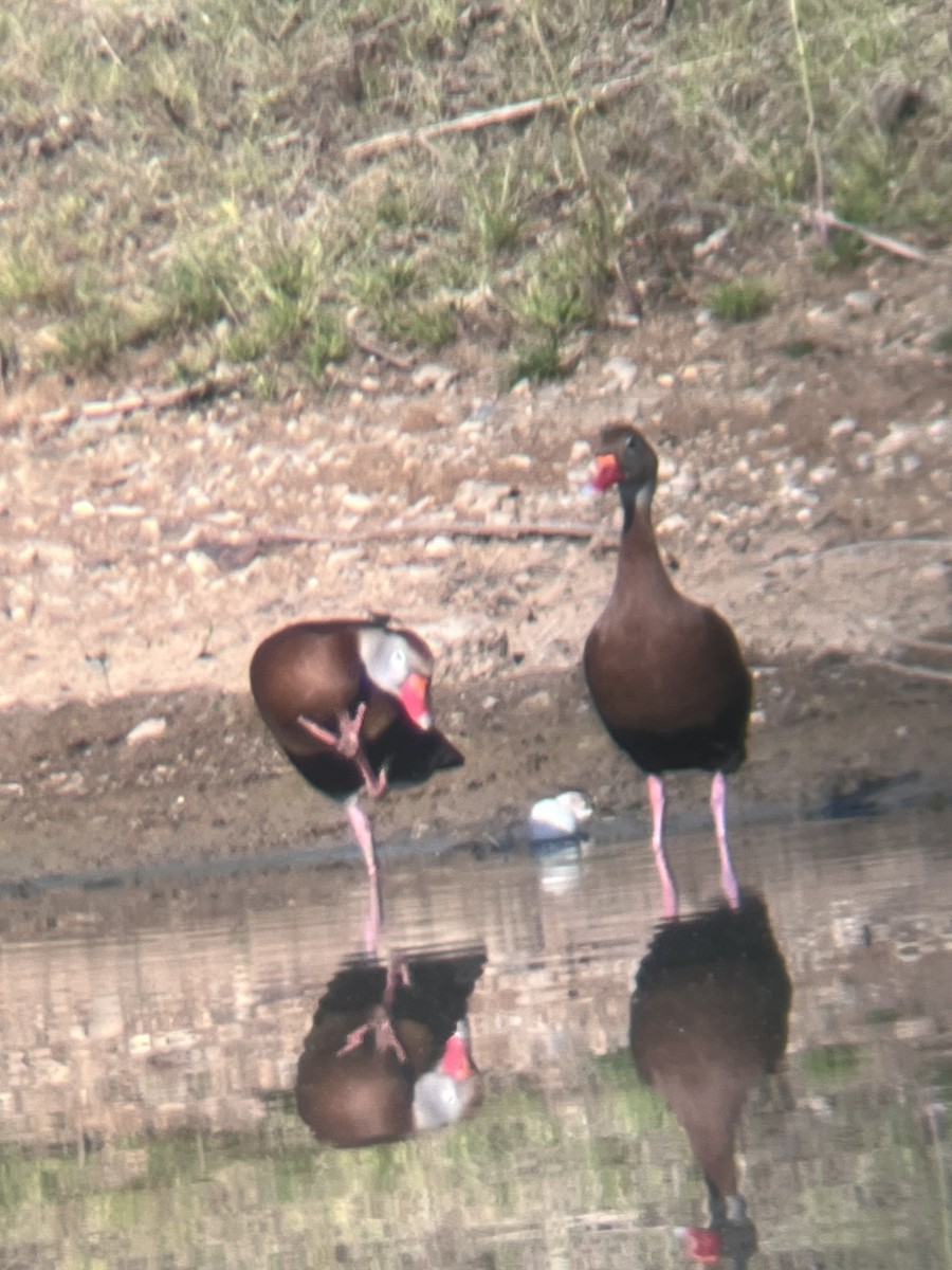 Black-bellied Whistling-Duck - ML618315636