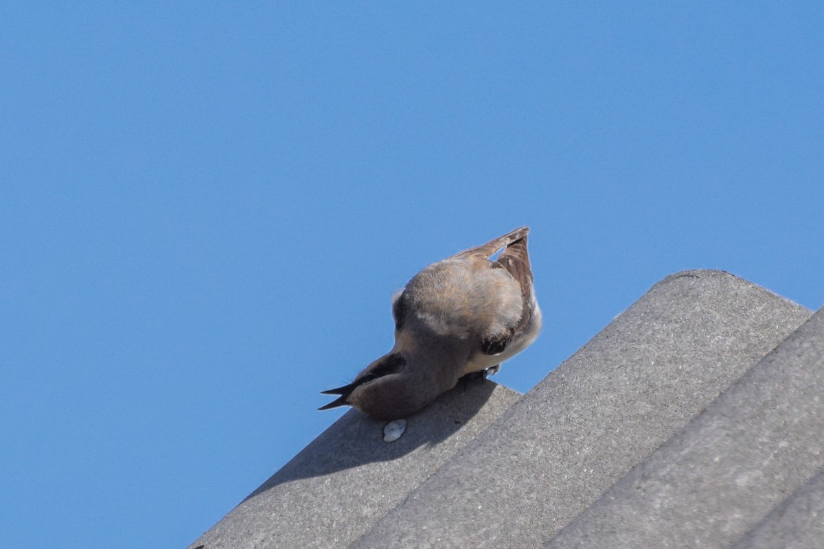 Northern Wheatear - ML618315638