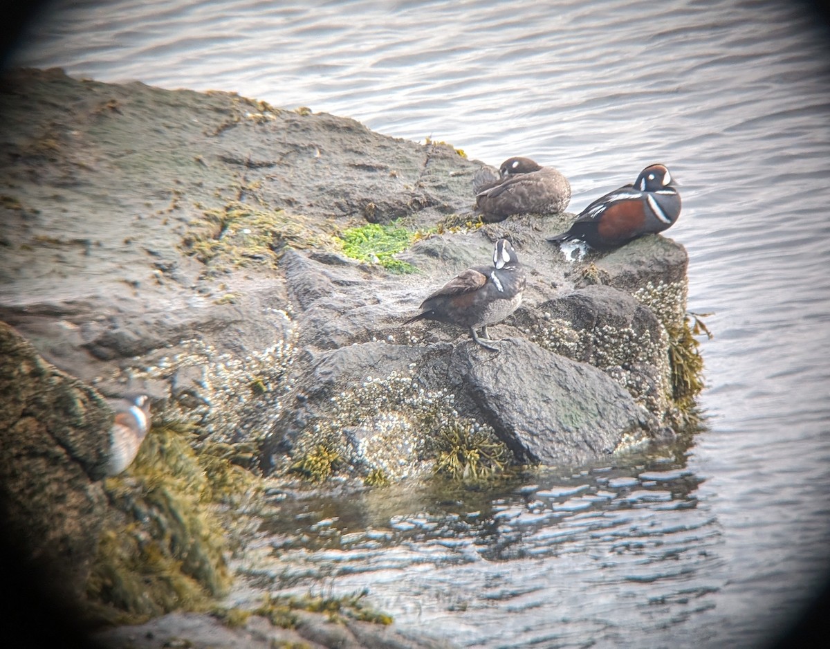 Harlequin Duck - ML618315640