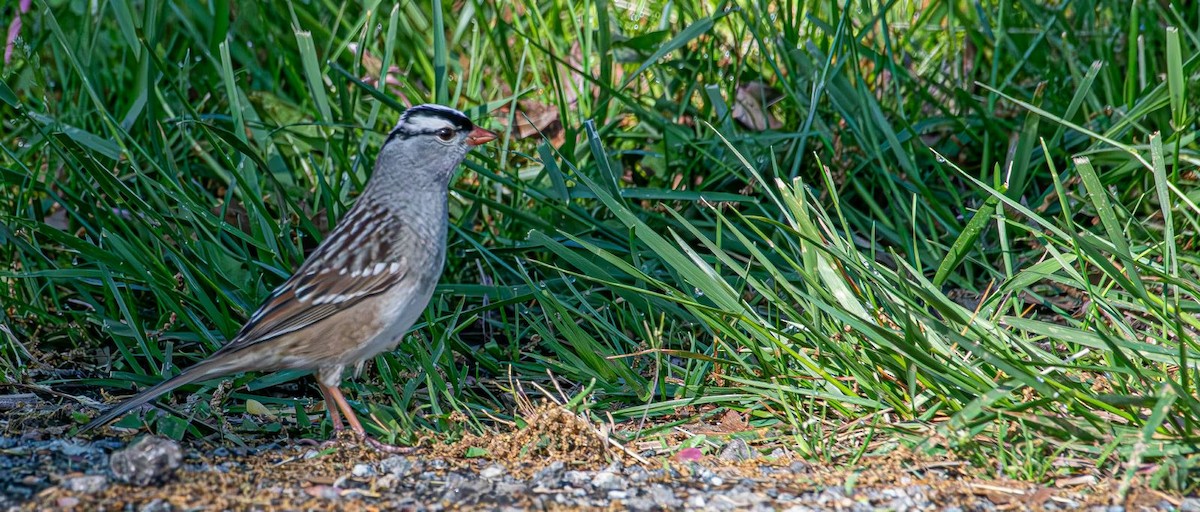 White-crowned Sparrow - ML618315657