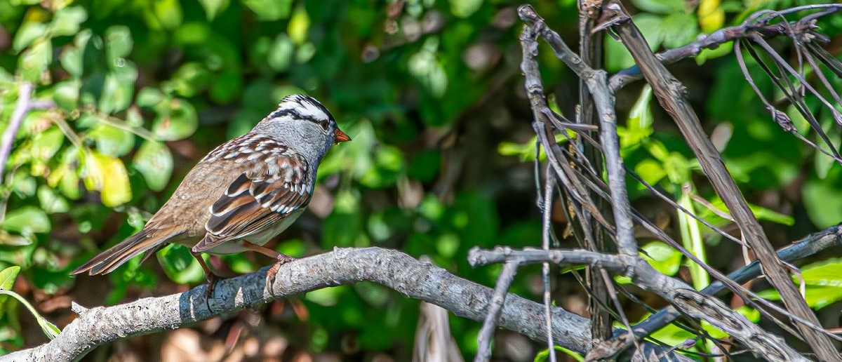 White-crowned Sparrow - ML618315658