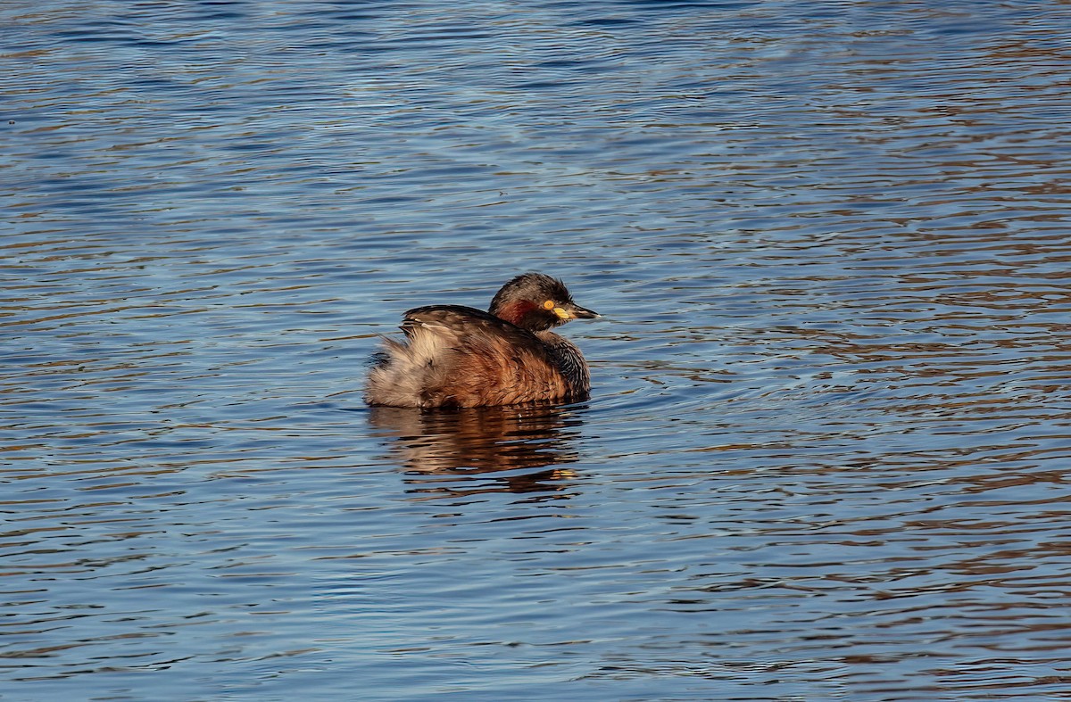 Australasian Grebe - ML618315673