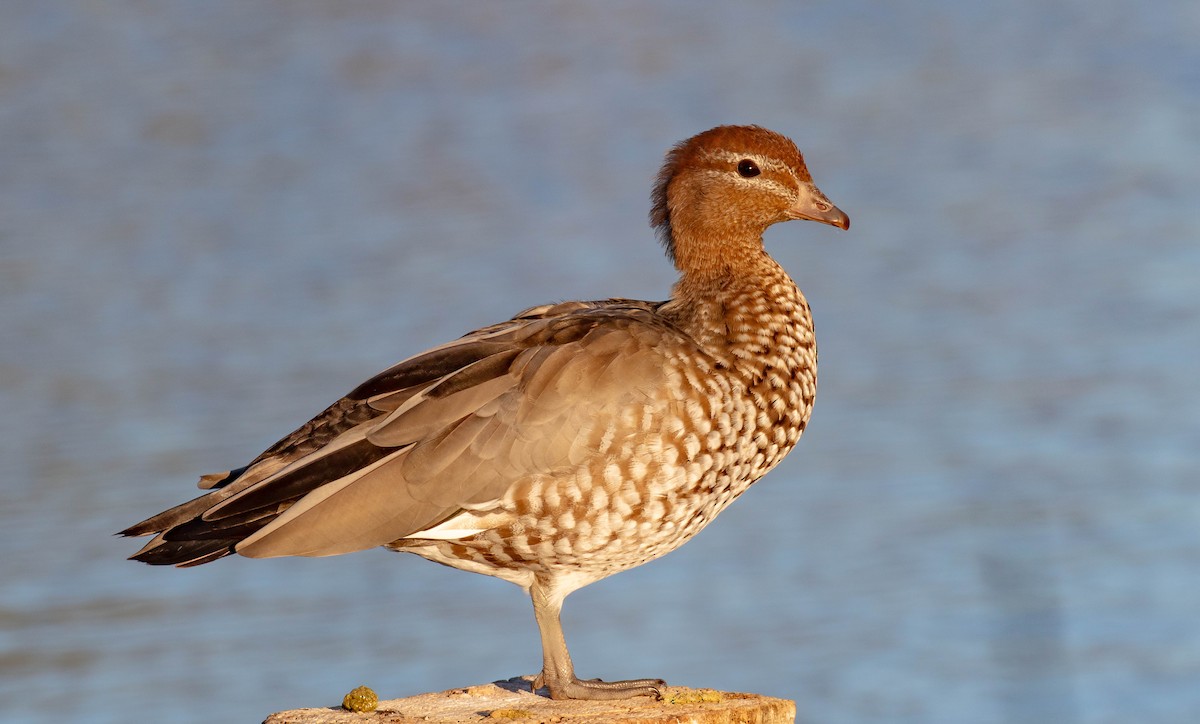 Canard à crinière - ML618315678