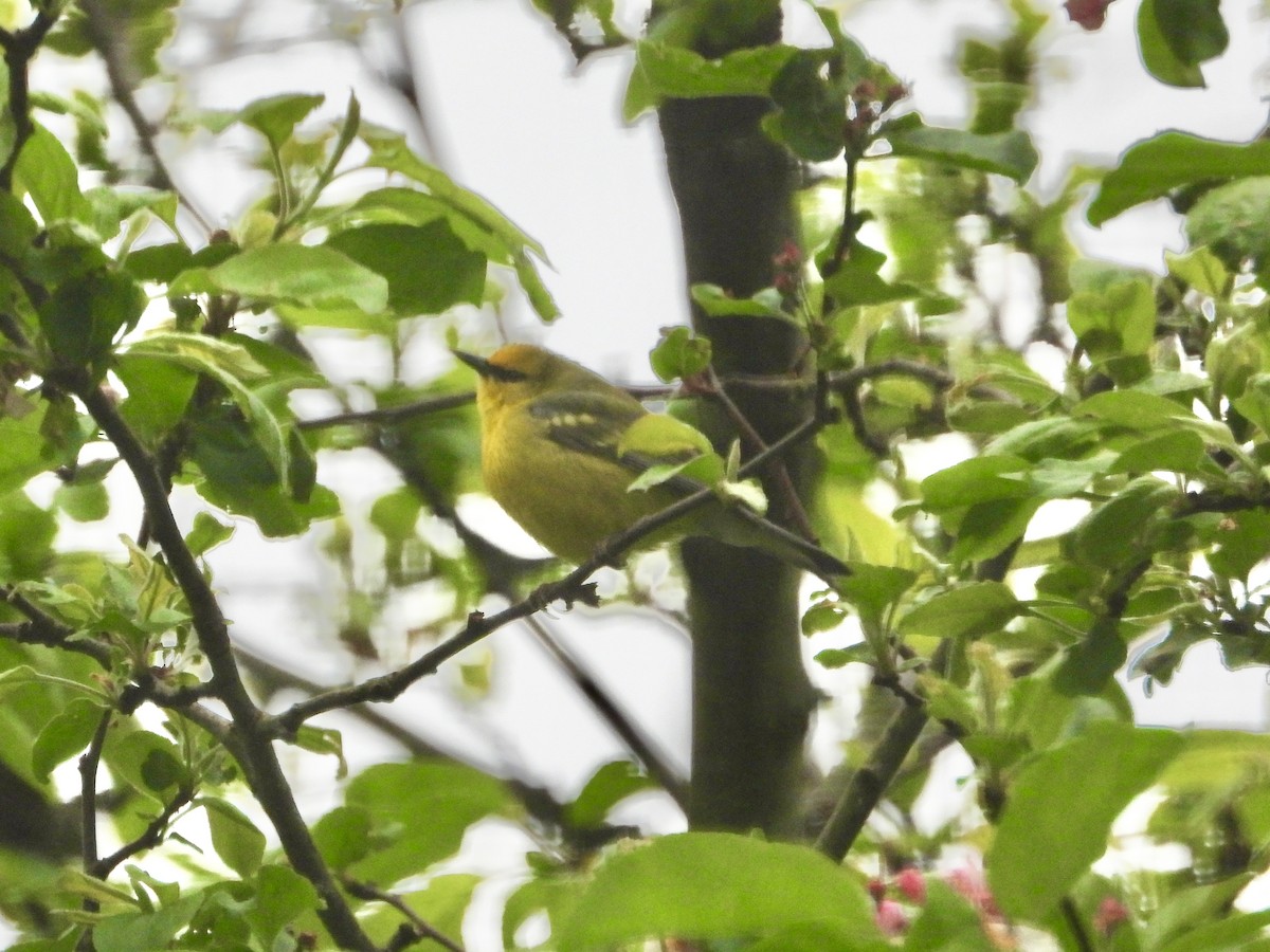 Blue-winged Warbler - ML618315707