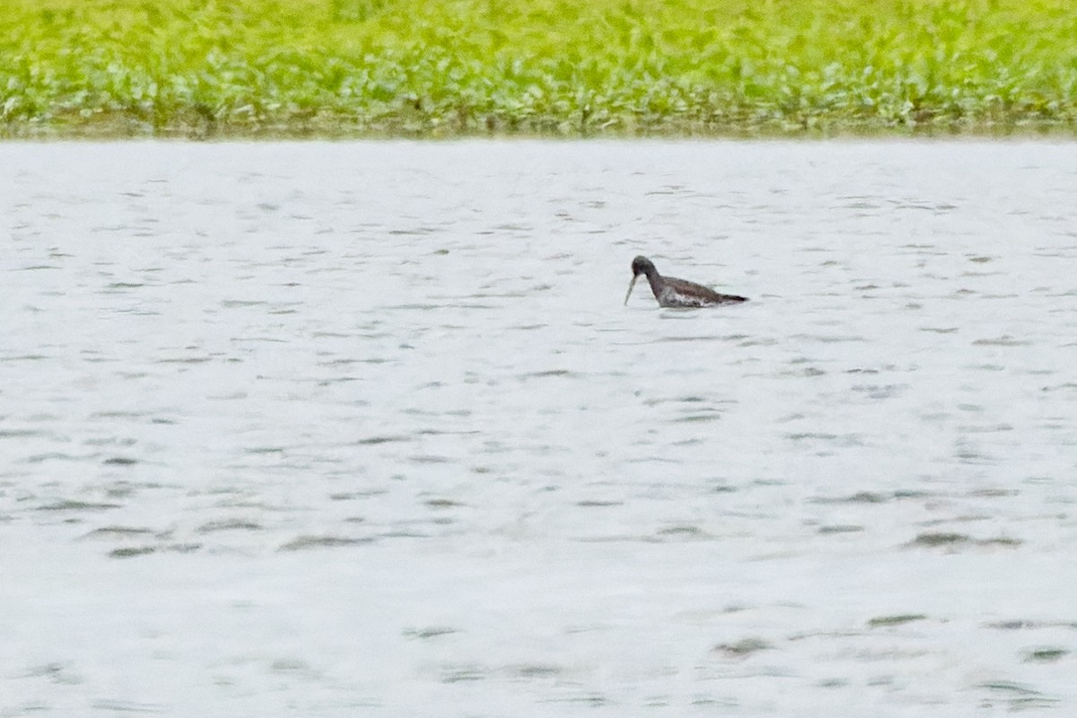 Spotted Redshank - ML618315720