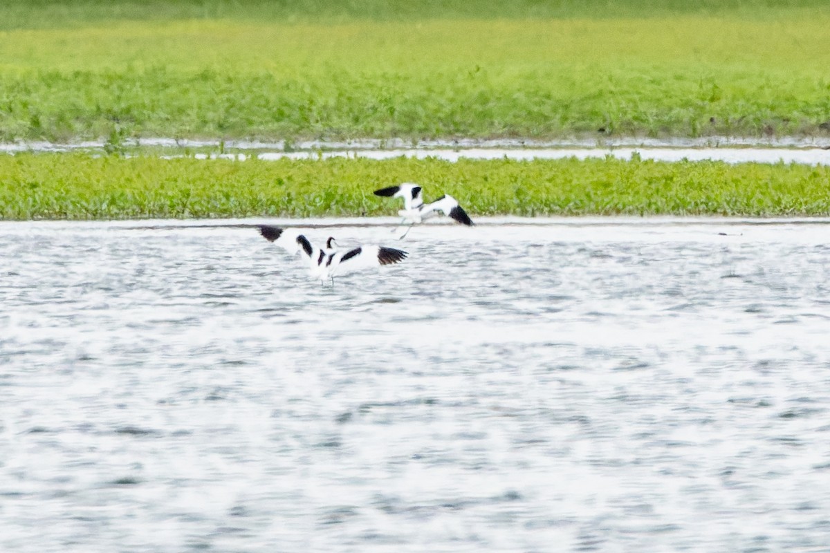 Pied Avocet - Gabi Uhrova