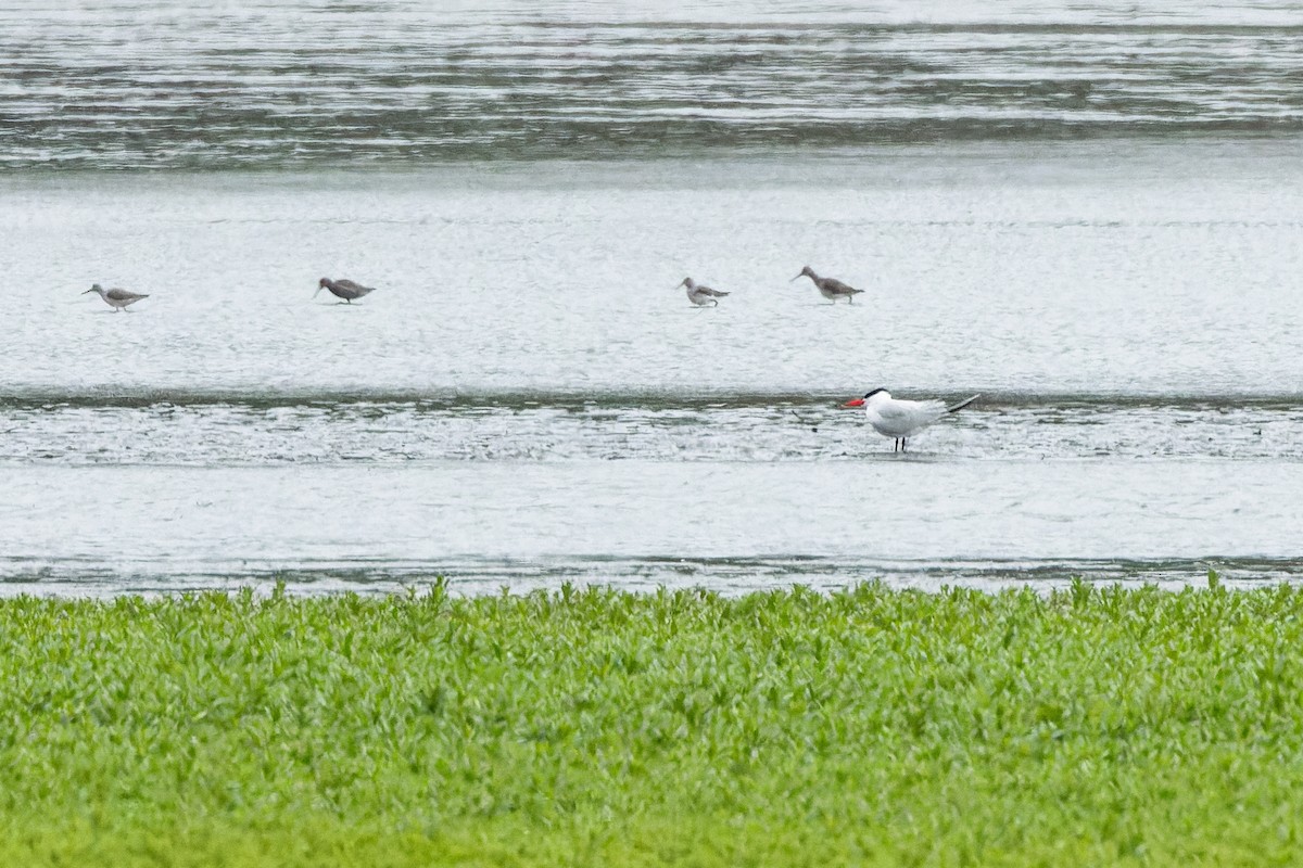 Caspian Tern - Gabi Uhrova