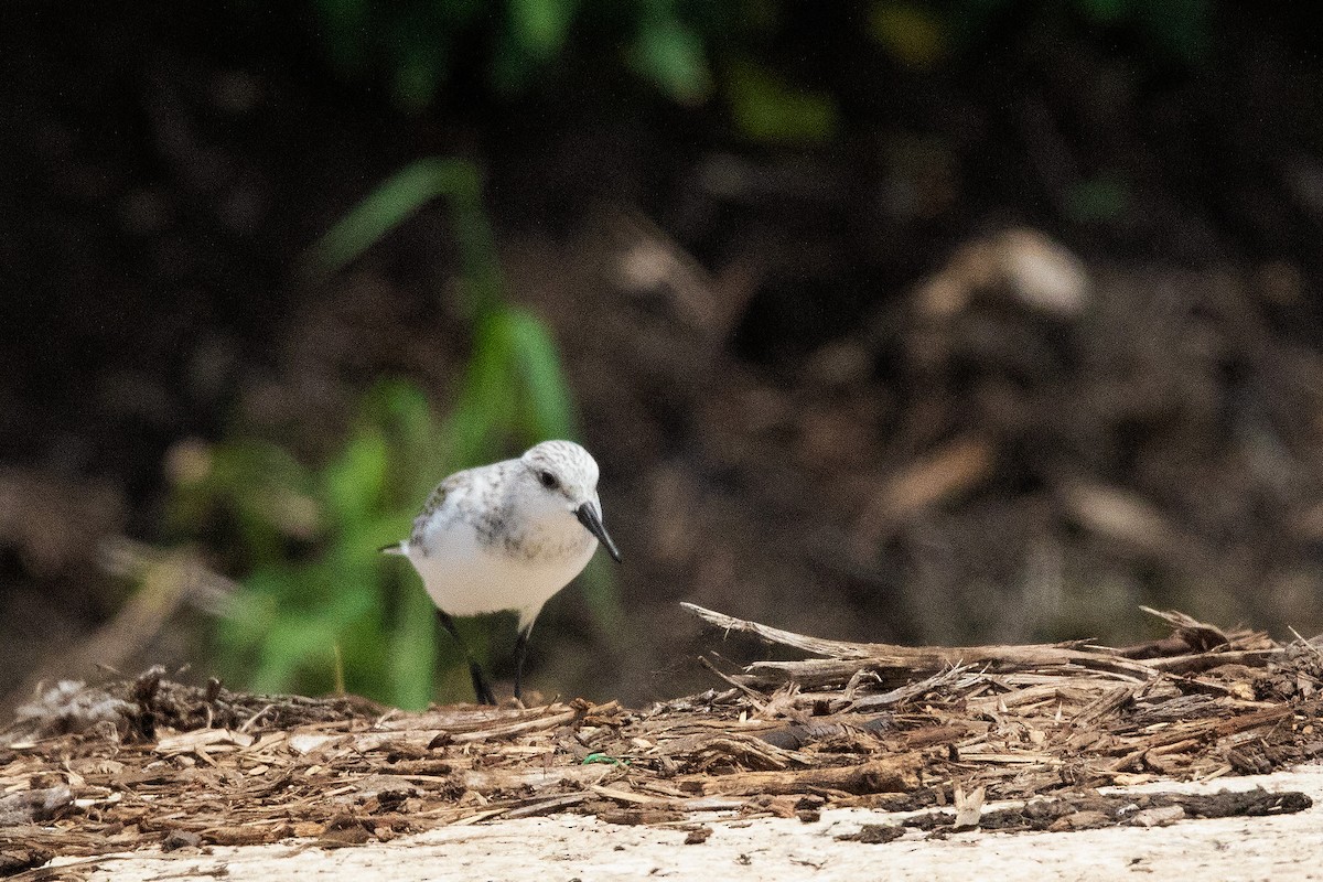 Sanderling - ML618315850