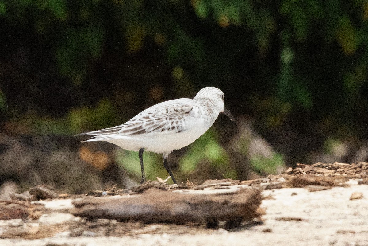 Sanderling - ML618315853