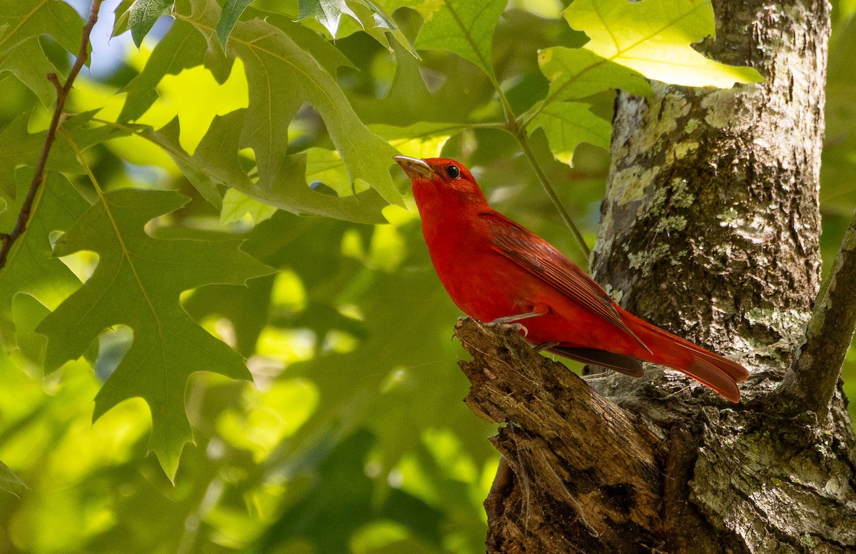 Summer Tanager - Dana Miller