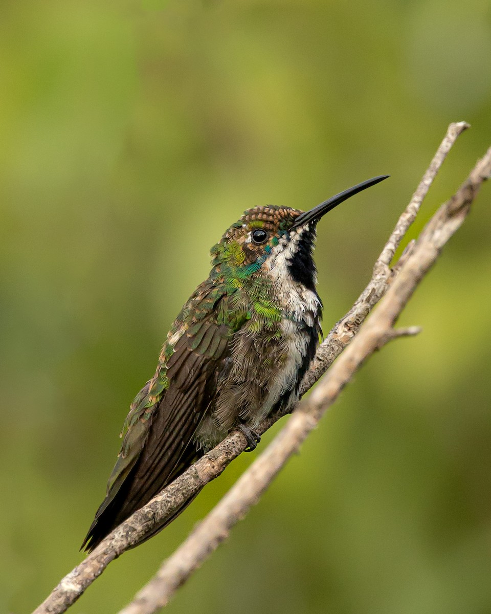 kolibřík tropický - ML618315955