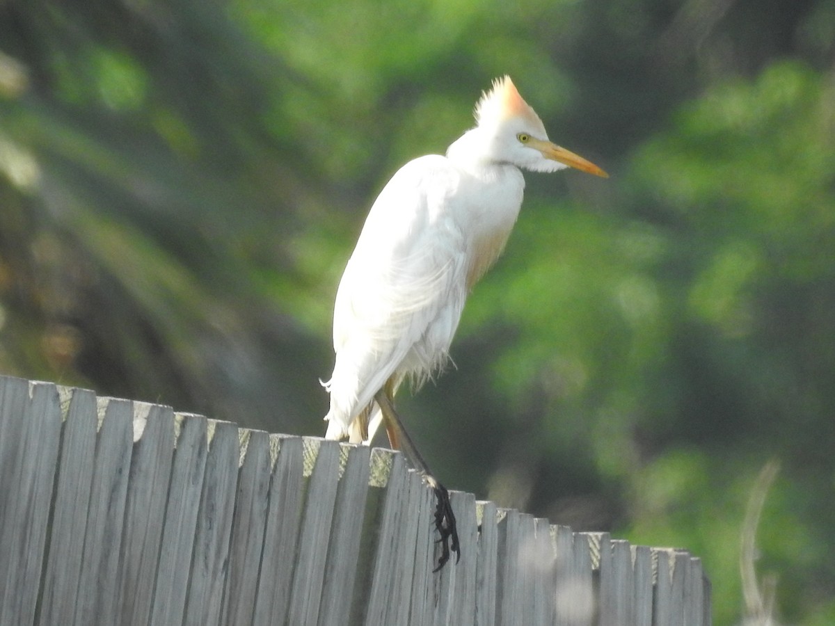 Western Cattle Egret - Wendi Leonard