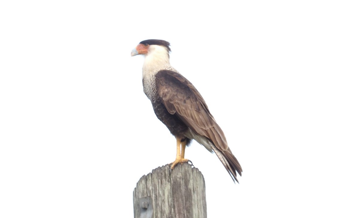 Crested Caracara - Joseph Finkbeiner