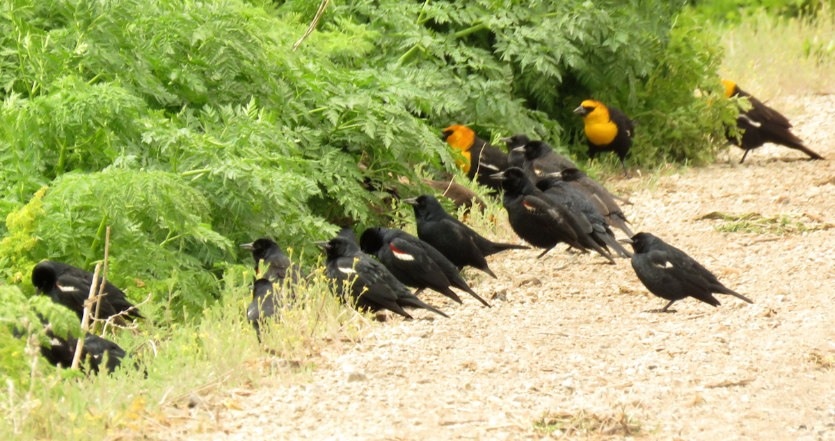 Tricolored Blackbird - ML618315983