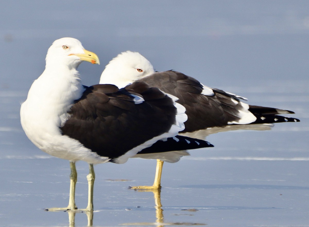 Kelp Gull - ML618316006