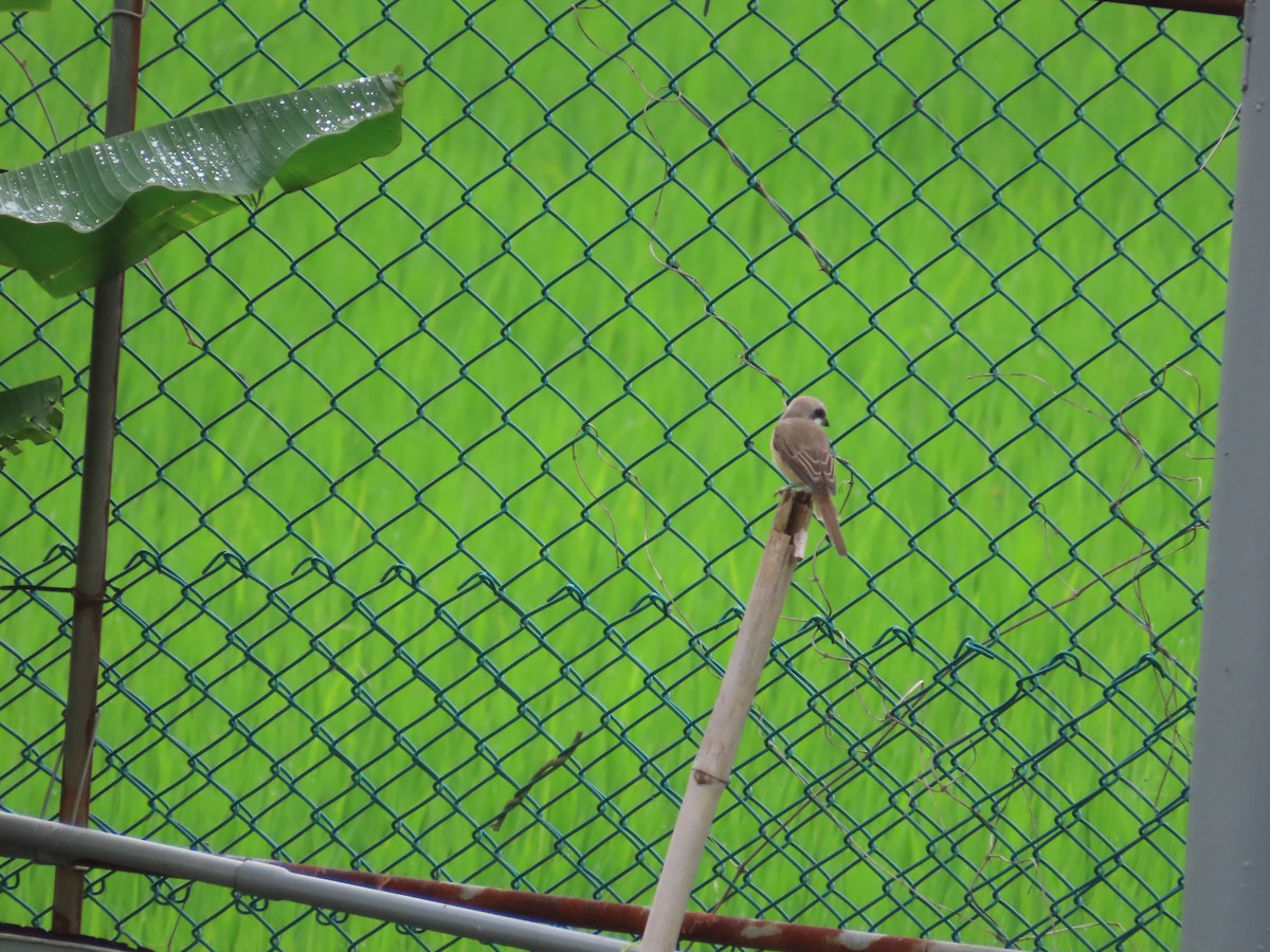 ťuhýk hnědý (ssp. cristatus/confusus) - ML618316013
