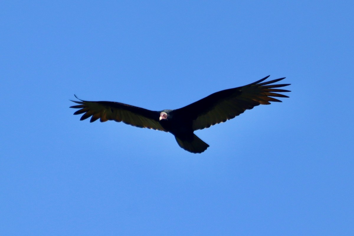 Turkey Vulture - Edu no Mato