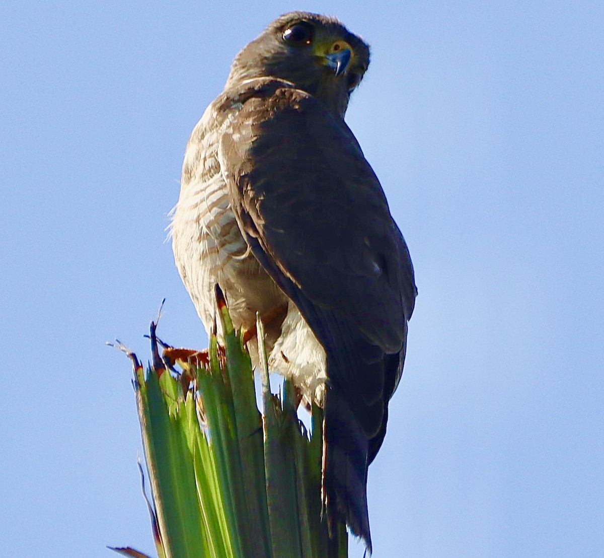 Roadside Hawk - ML618316032