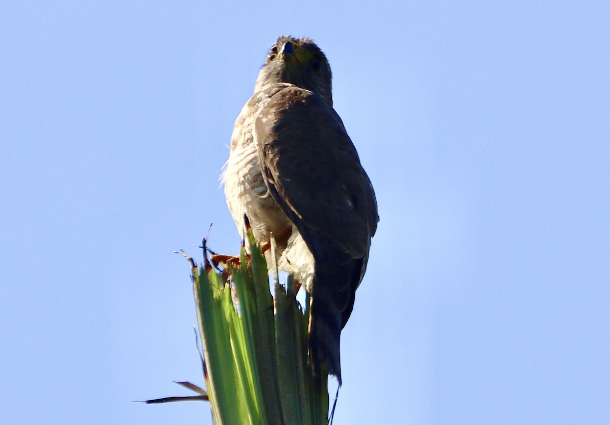 Roadside Hawk - ML618316034