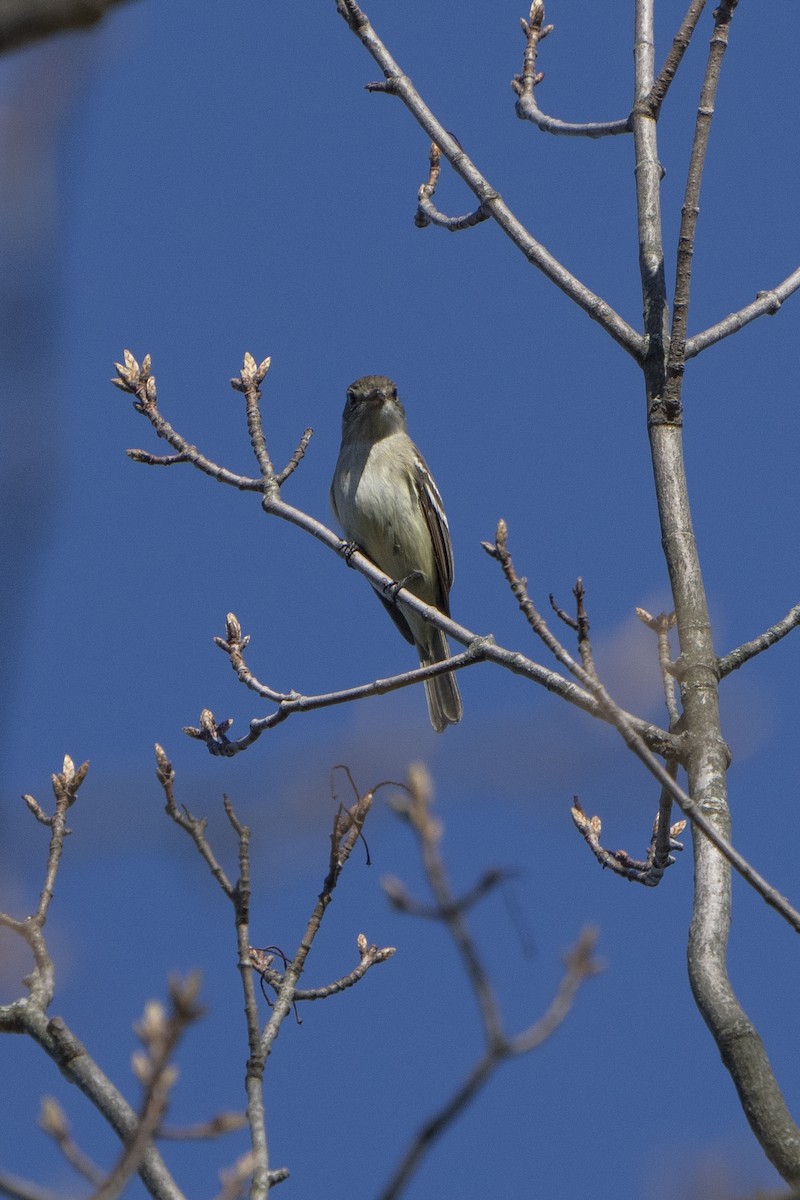 Least Flycatcher - ML618316047