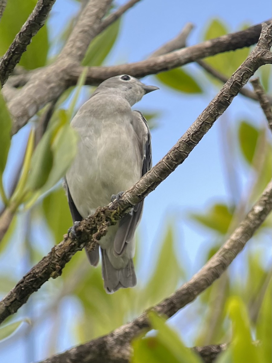 Snowy Cotinga - Brenda Sánchez