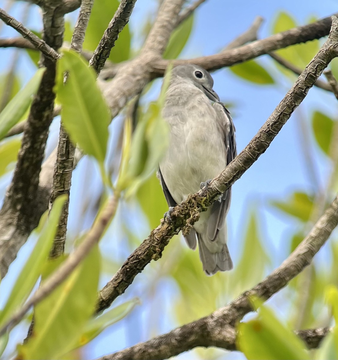 Snowy Cotinga - Brenda Sánchez