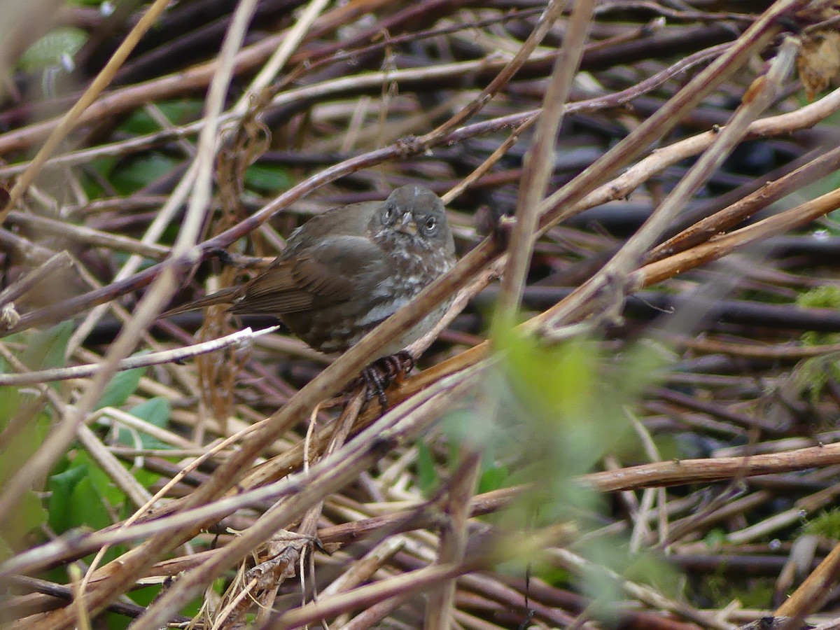 Fox Sparrow (Sooty) - Gus van Vliet