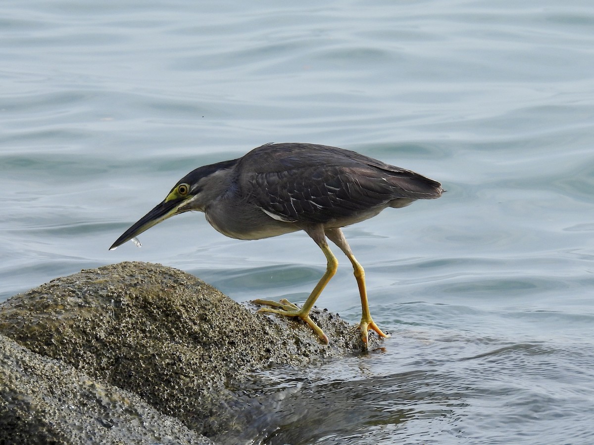 Striated Heron (Old World) - ML618316093