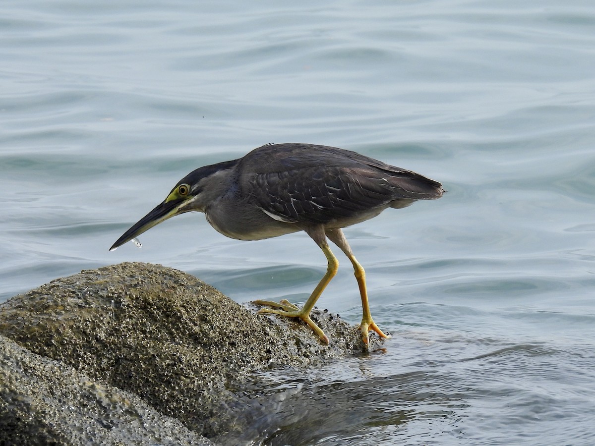 Striated Heron - ML618316093