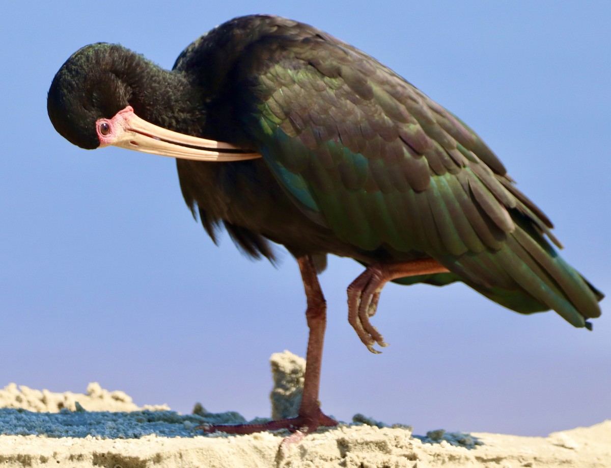 Bare-faced Ibis - ML618316101