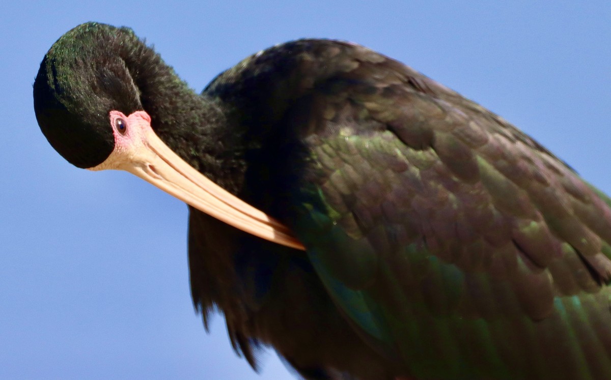 Bare-faced Ibis - Edu no Mato