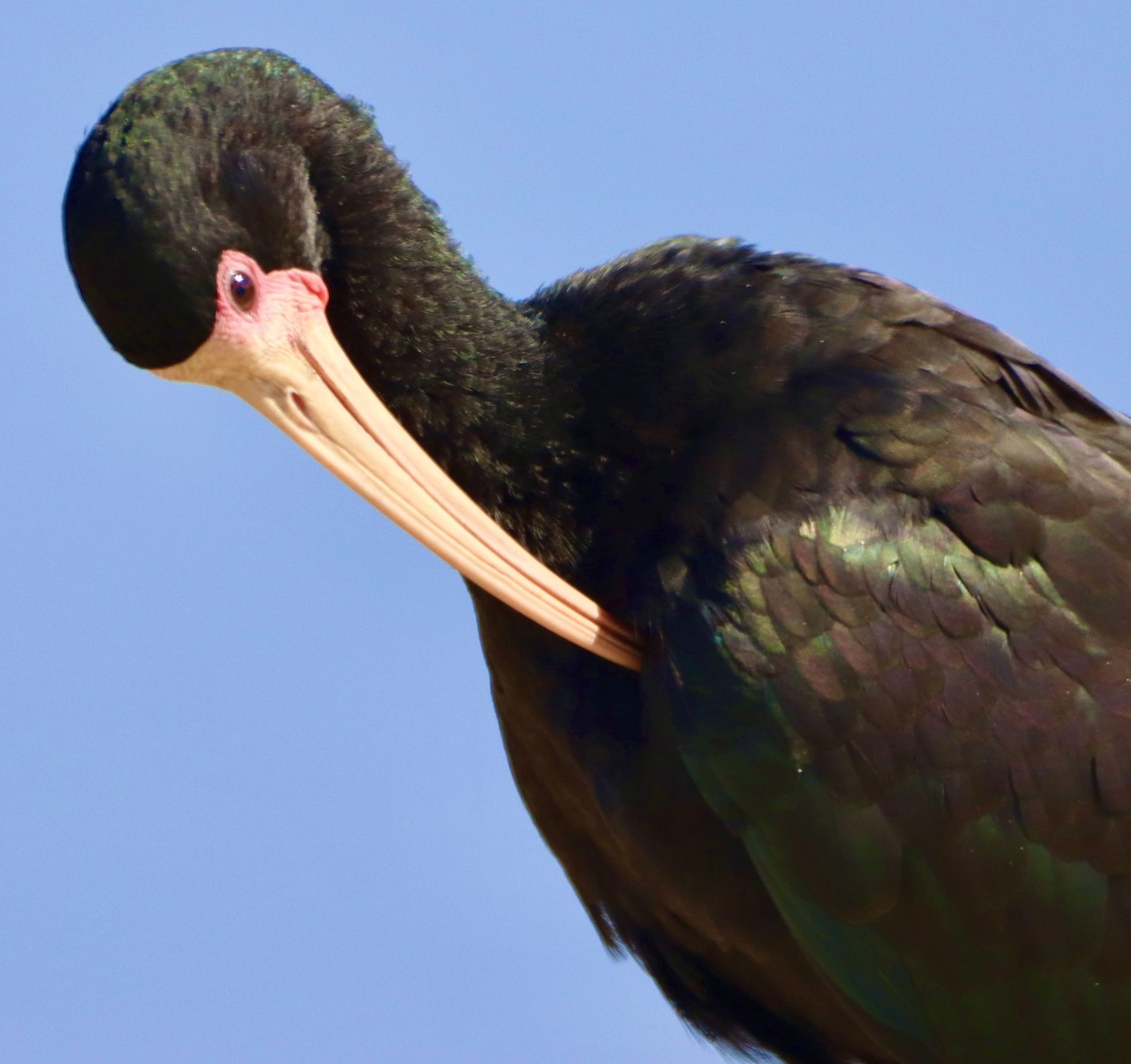 ibis tmavý - ML618316103