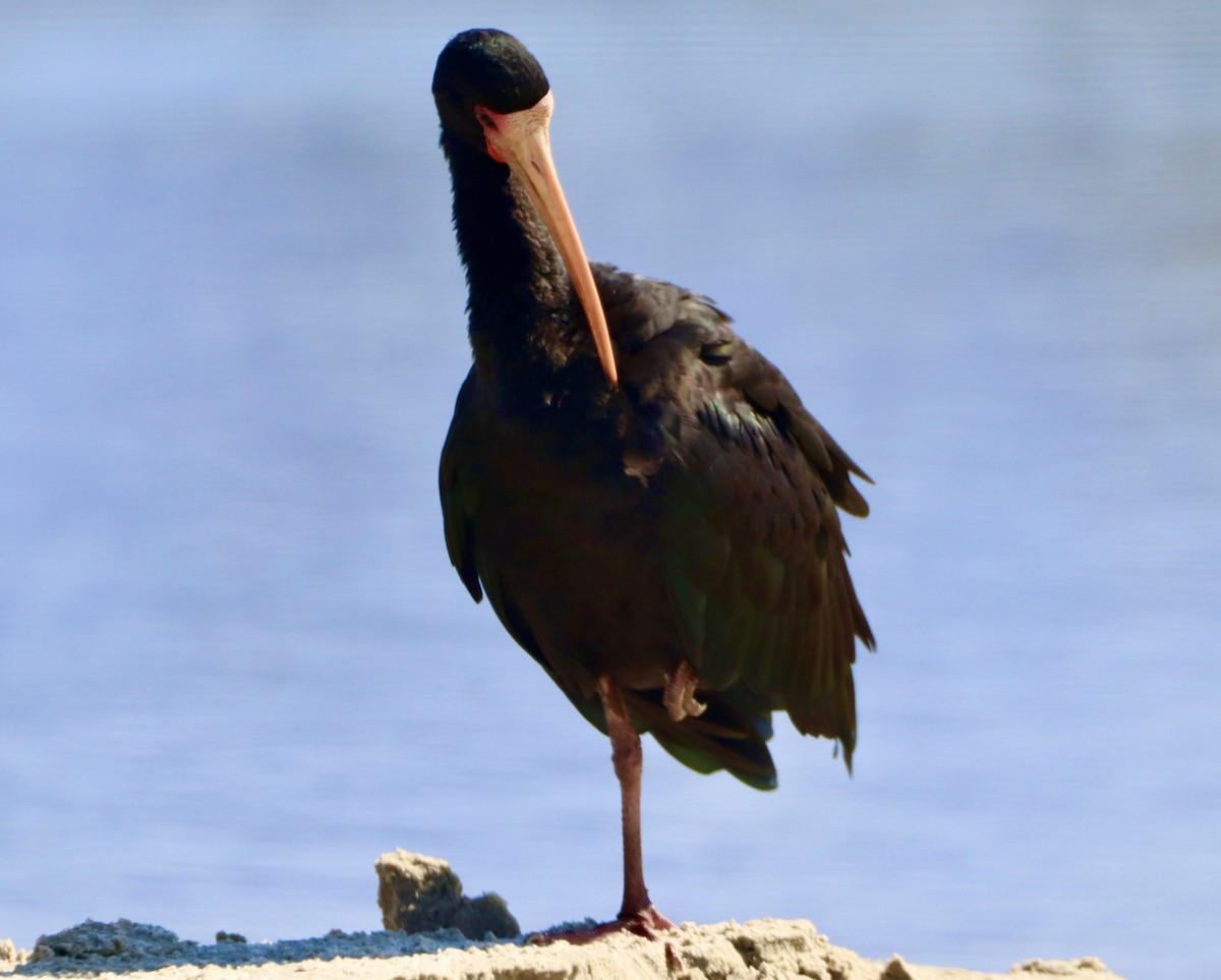 Ibis à face nue - ML618316104