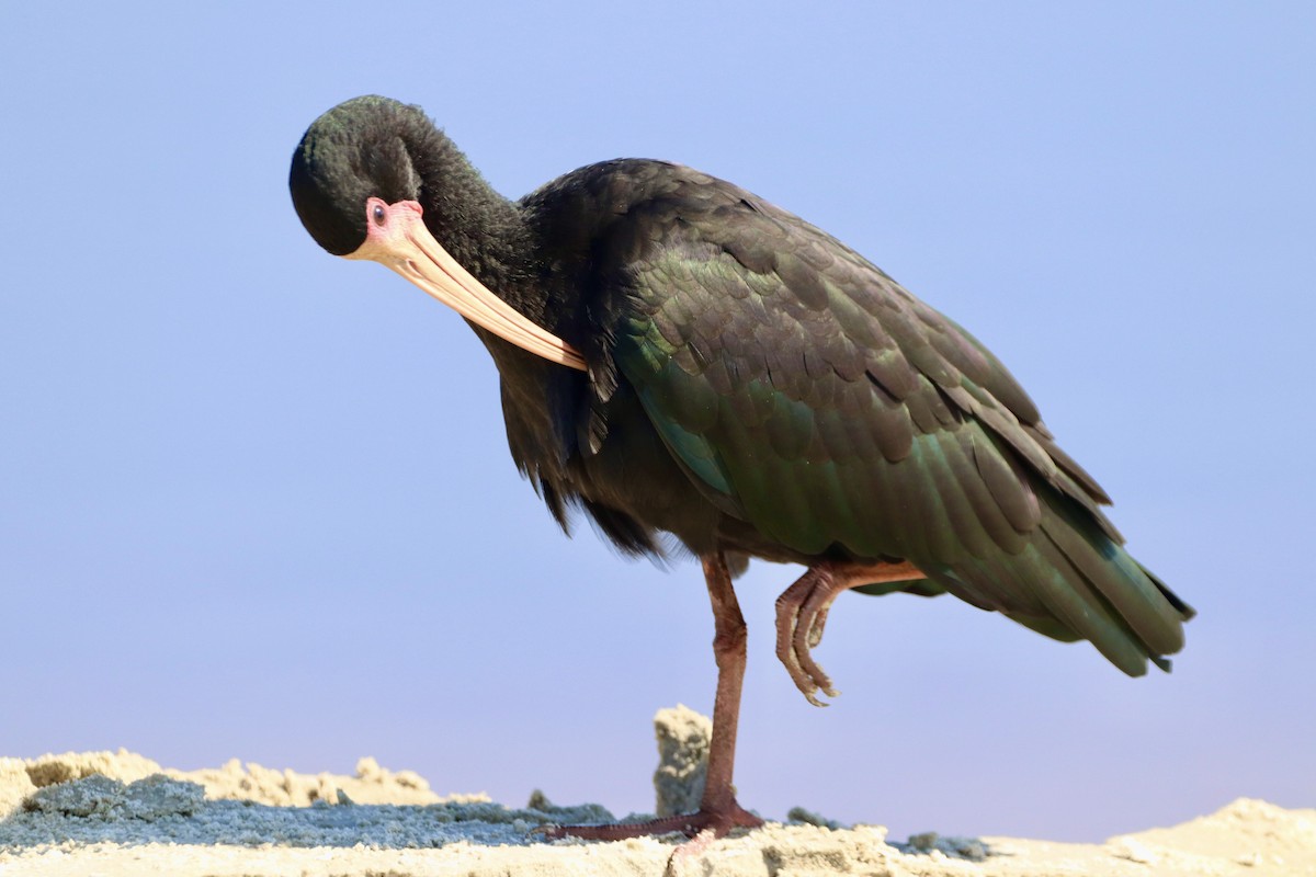 ibis tmavý - ML618316105