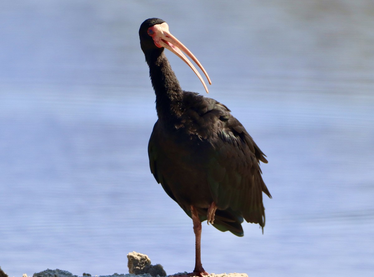 Ibis à face nue - ML618316106