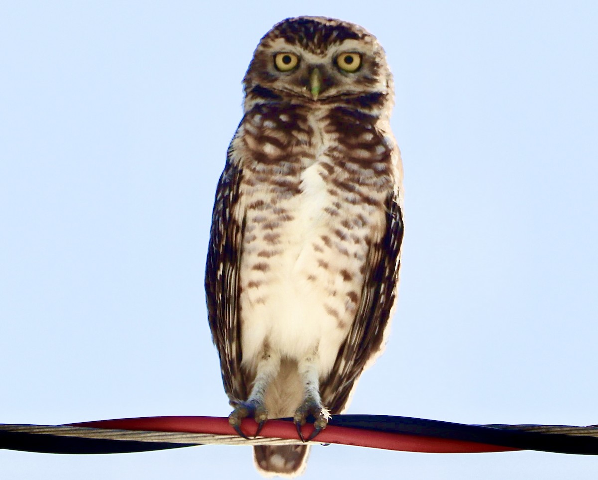 Burrowing Owl - Edu no Mato