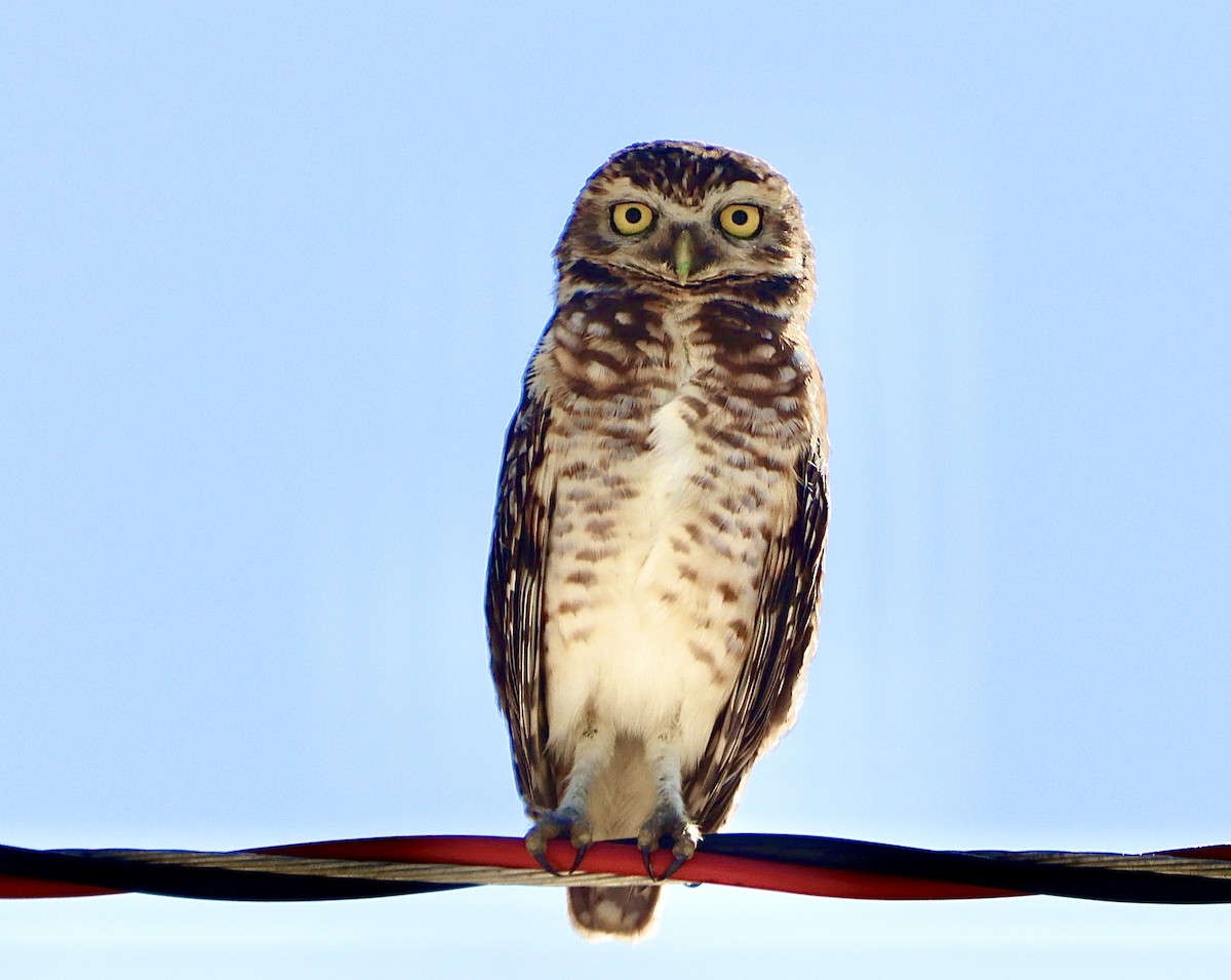 Burrowing Owl - ML618316123