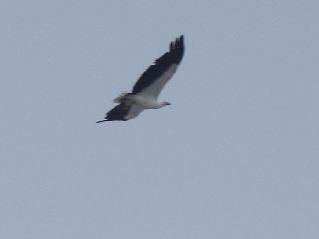 White-bellied Sea-Eagle - ML618316196