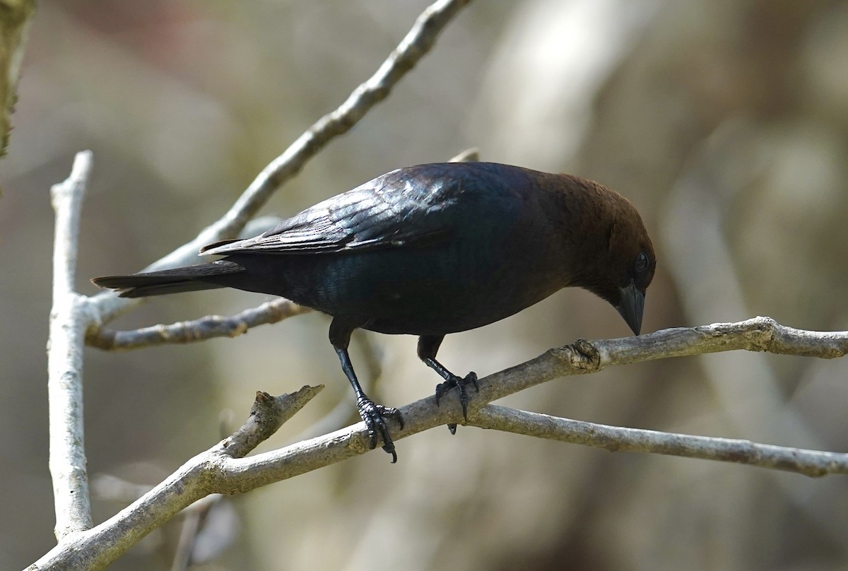 Brown-headed Cowbird - ML618316197