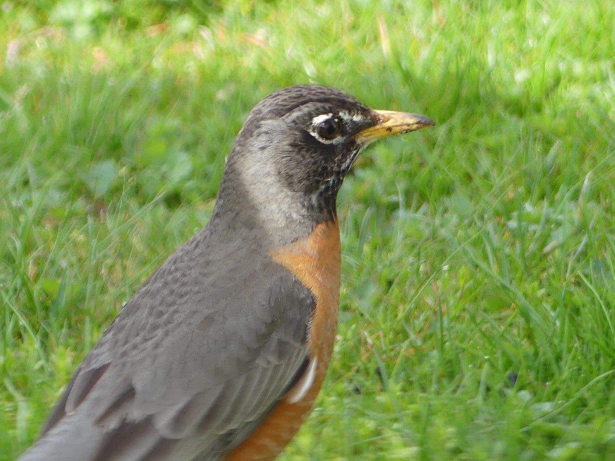 American Robin - ML618316204